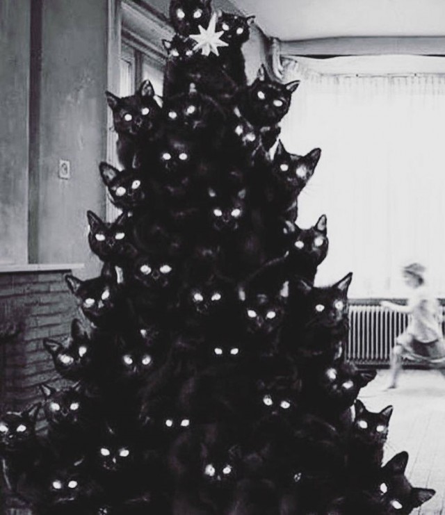 Котэ, совэ и все-все-все