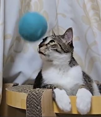 Одним махом двух побивахом