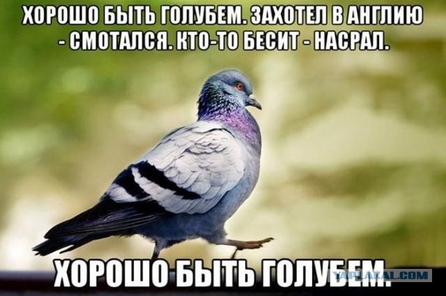 Мини подборка приколов