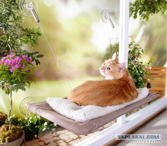 Котовторник 18.03.2014