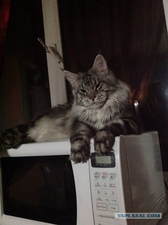 Котовторник 24.06.2014
