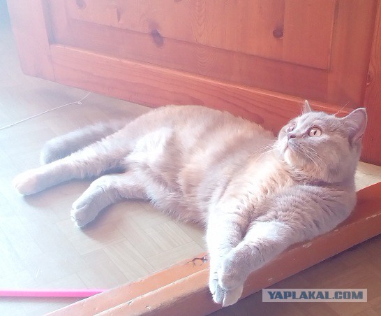 Котовторник 12.08.2014