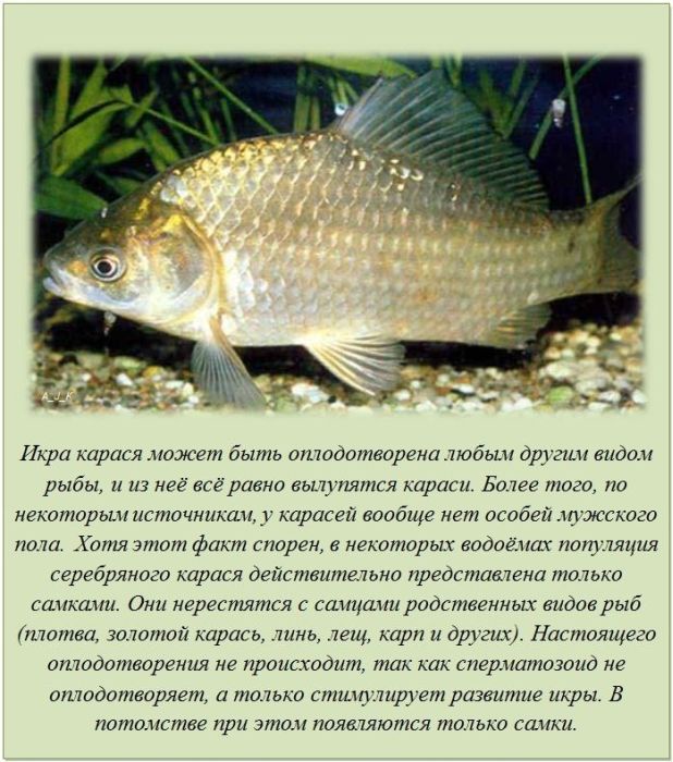 20 фактов обо всем