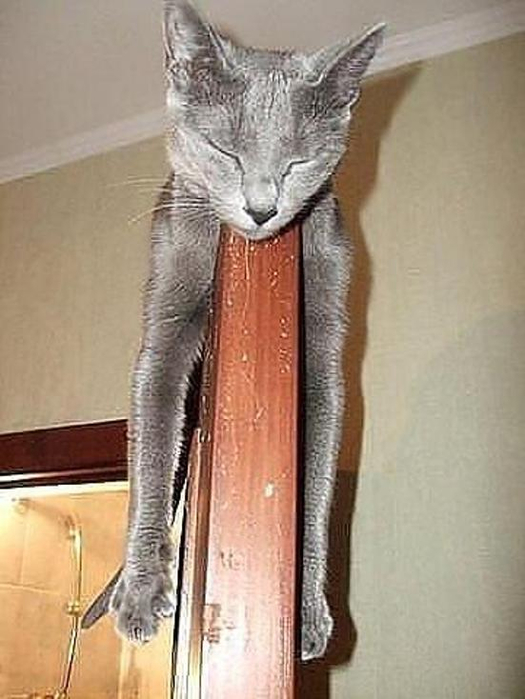 Коты, как многогранные личности