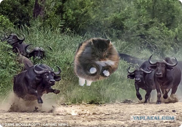 Ну очень жабельно