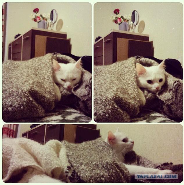 Котовторник