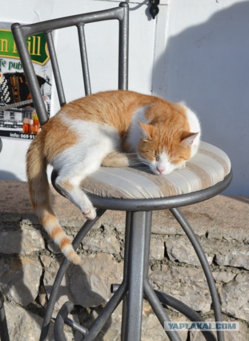 Ленивые коты