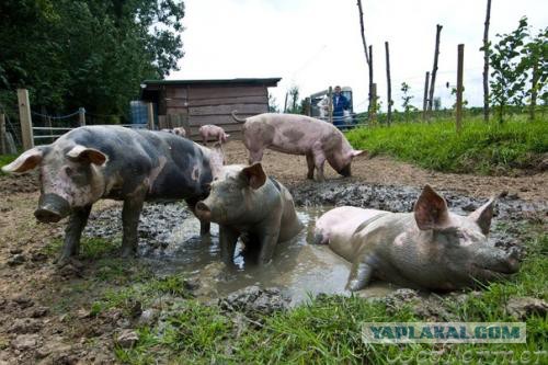 Индийский парень построил мост в трущобах Мумбая