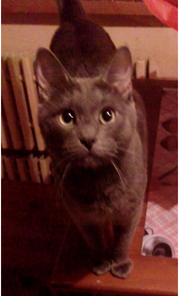 Котовторник  27.10.2015