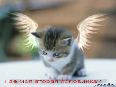 Коты, кошки, котята
