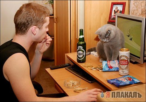 Коты, кошки, котята
