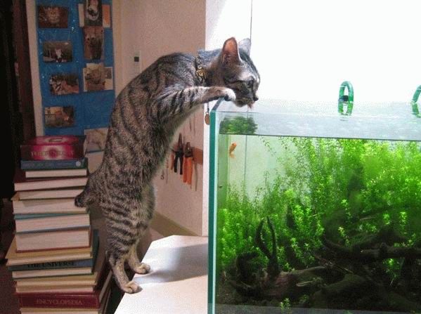 Народный котомет на фторинег