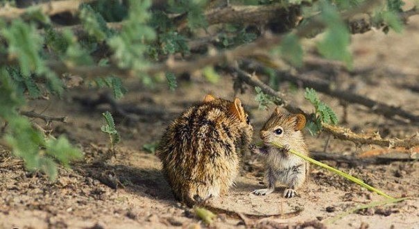 Божьи твари