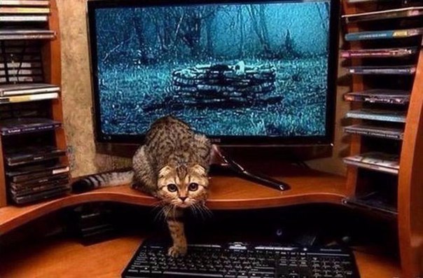 Прикольные животные