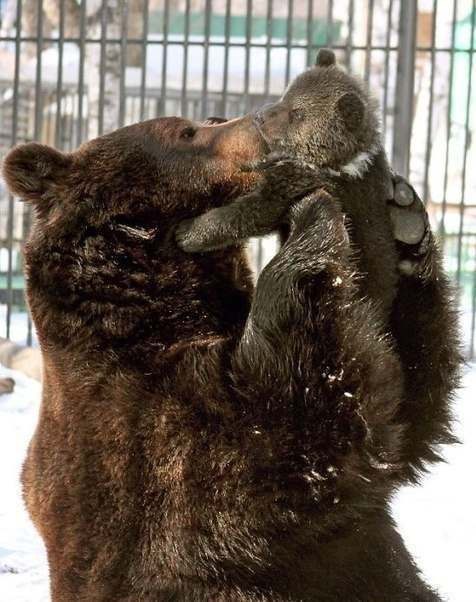 Самые смешные животные