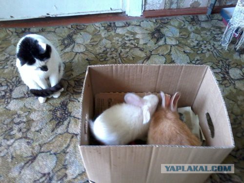 Котовторник  14.02.2017