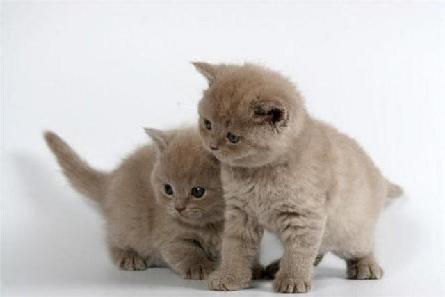 Коты и Кошки