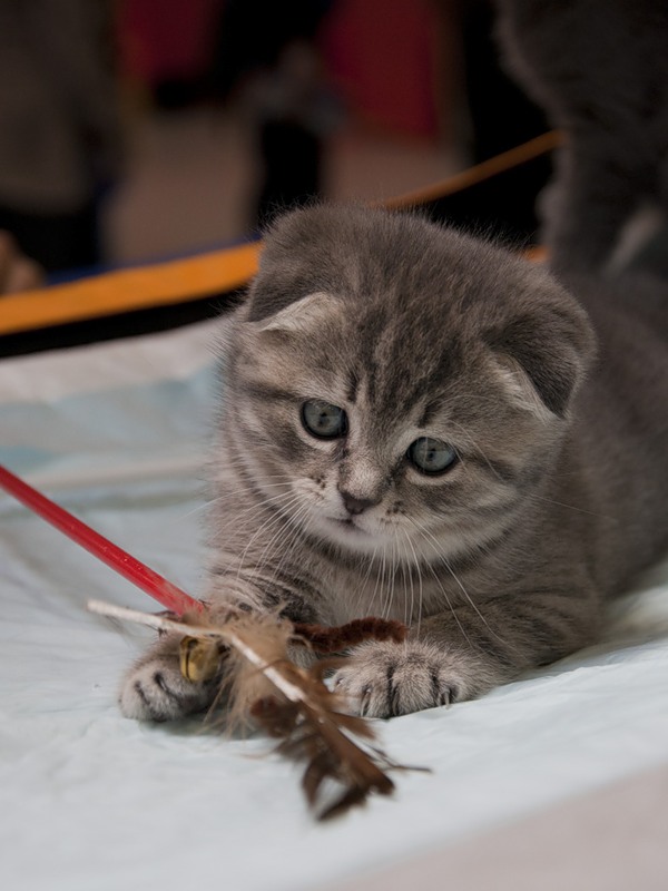 Коты и Кошки