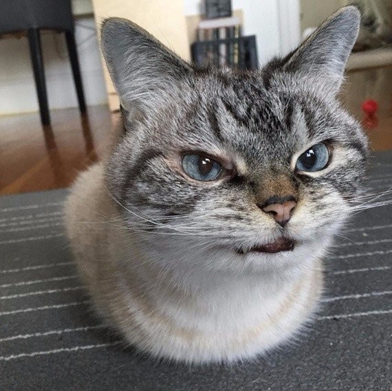 Коты и Кошки