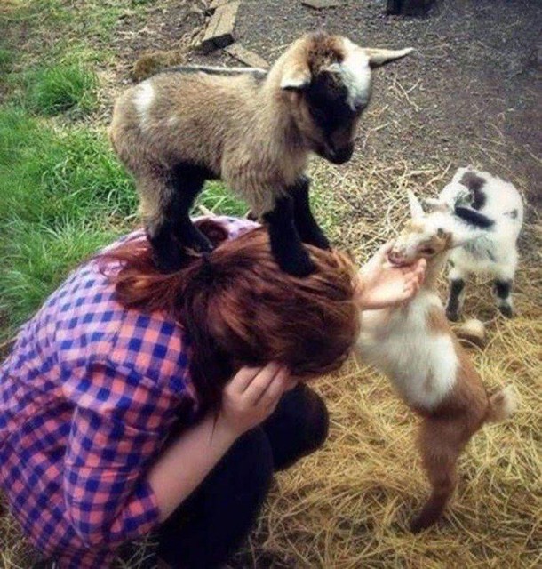 Живность из сети