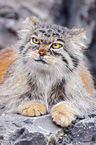 Живность из сети