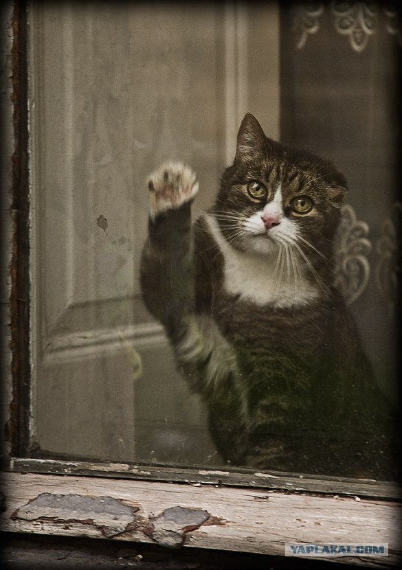 Котовторник (13.01)