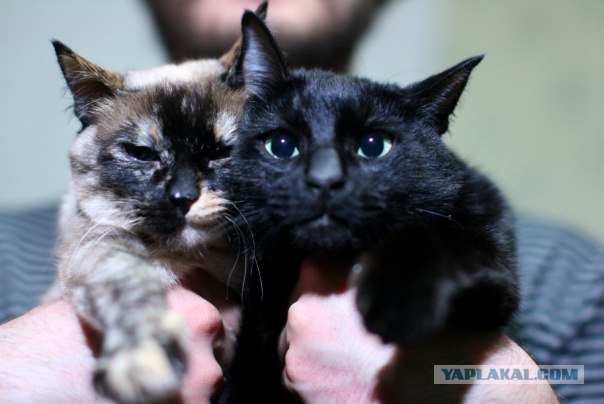 It's Catursday Fever! (Котовторник)