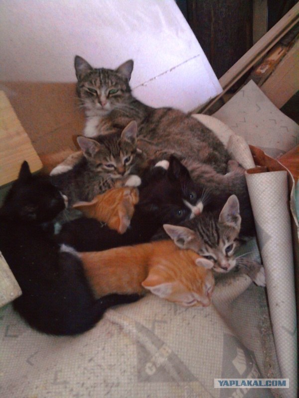 Котовторник!