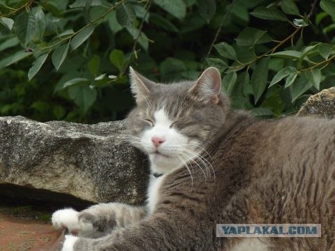 Котовторник  07.06.11