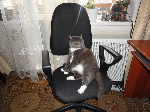 Ну и где ваш котовторник?