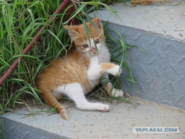 Котовторник! 13.03.2012
