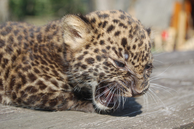 Детеныш - леопардёныш