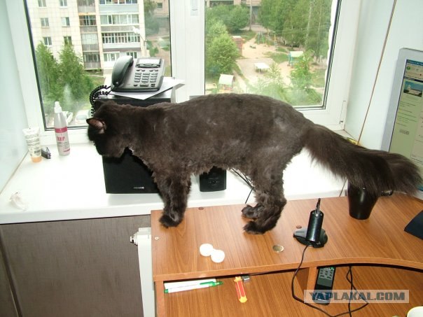Котовторник  16.10.12
