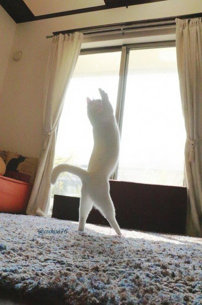 Прикольных котов пост