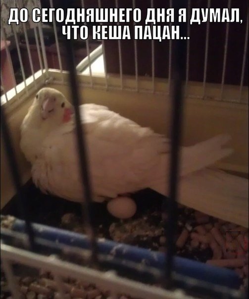 Куда катится жизнь