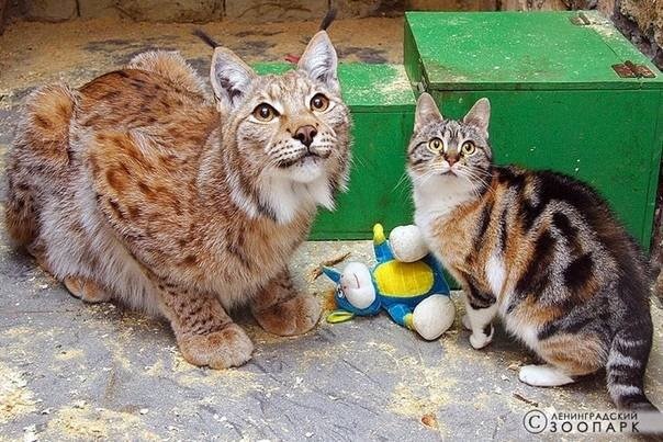 Дикий котовторник 25.06.19