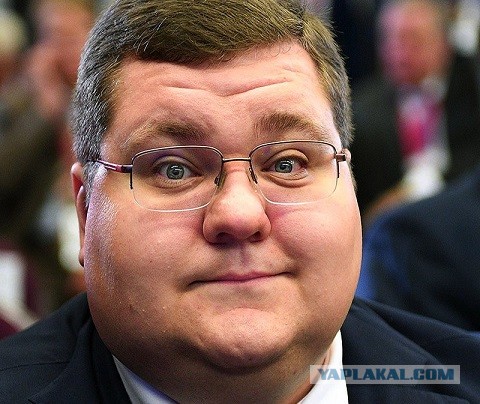 В Великобритании чайка похитила чихуахуа