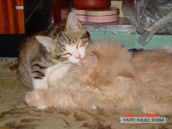 Котенок и собака