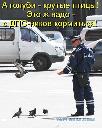 Голубь тоже пешеход