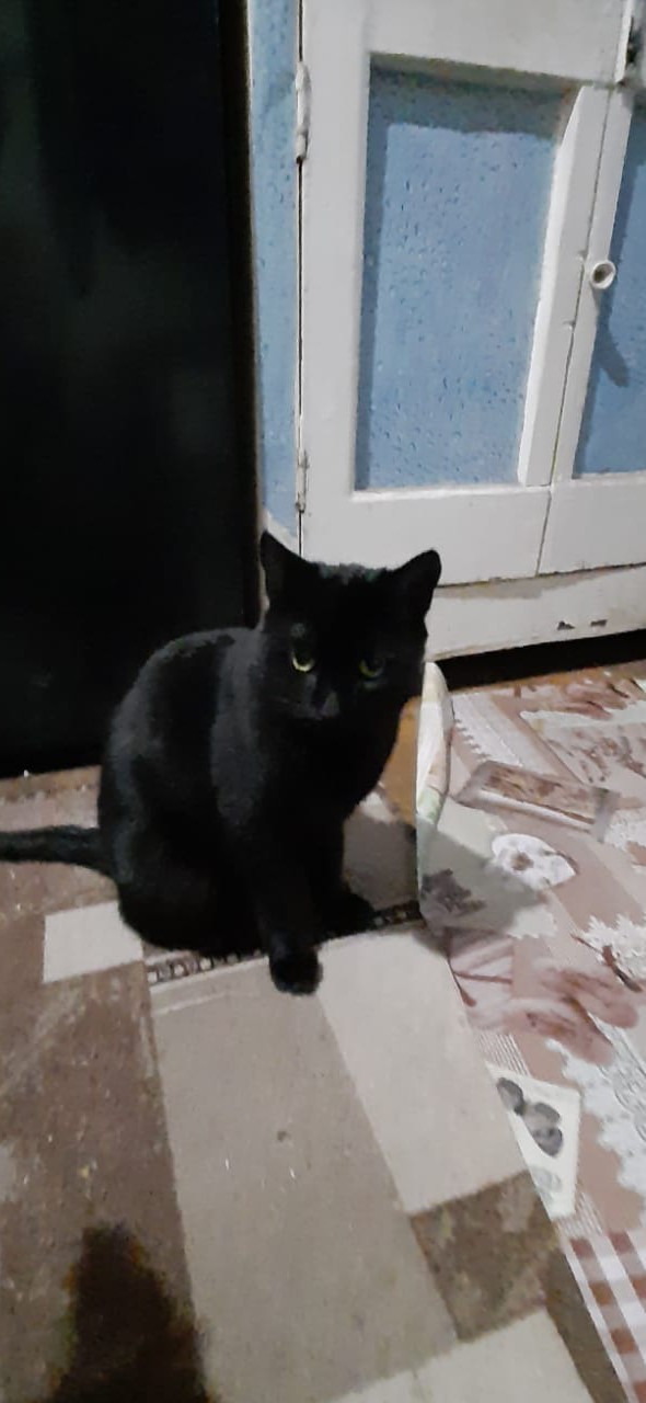 Котовторник 11.01.22