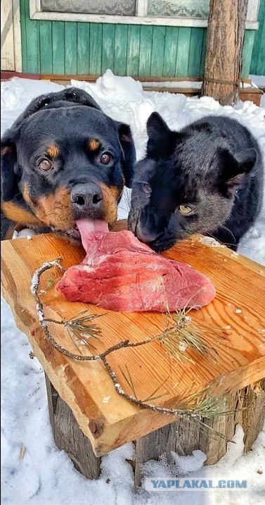 Хотите почесать пузо леопарду? Чешите!