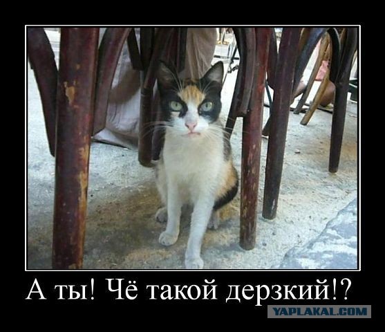 Общение с полицией