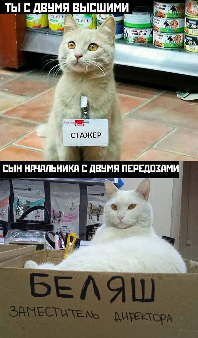 Ловушки для котов