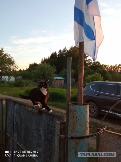 Все собаки дураки!