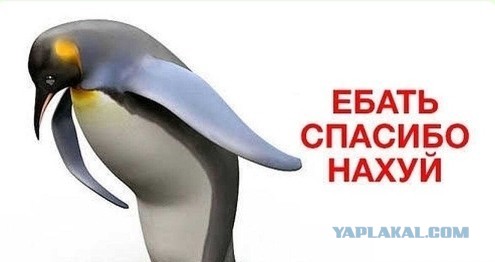 Вынесен приговор мужчине, сбившему на роликах пенсионерку в парке "Северное Тушино"