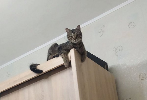 Ну-с, с наступившим староновогодним котовторником