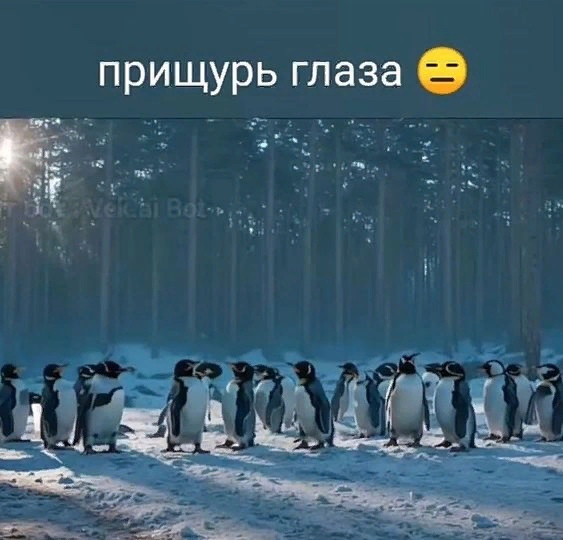 Вот такая футболка с котиками