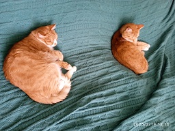 Хоть и не котовторник,но все же...