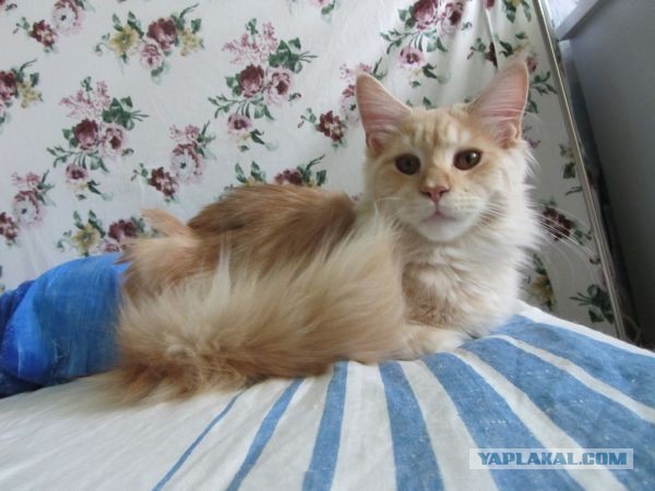Котовторник 8.10.2013
