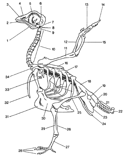 Скелет сизого голубя биология 7 класс рисунок с подписями